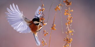 Jaka powinna być obserwacja naukowa?