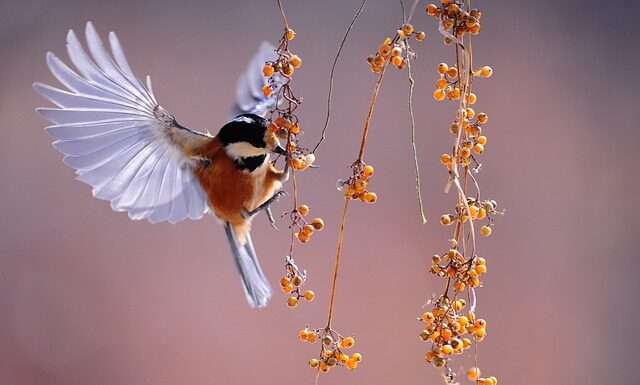 Jaka powinna być obserwacja naukowa? Jaka powinna być obserwacja naukowa?