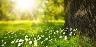 Czy właściciel WiFi widzi strony?