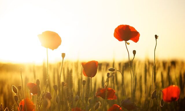 Co to jest pole w bazie danych? Co to jest pole w bazie danych?