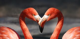 Co to jest Flaming w internecie?