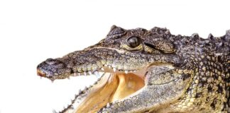 Czy ktoś może się podszyć pod moje IP?